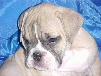 Close up - A tan with white and black Victorian Bulldog puppy is sitting on top of a blue backdrop, it is looking down and to the left. The dog has a wide chest with extra skin and wrinkles.